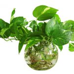 tu-van-trong-cay-canh-theo-huong-ban-cong-1