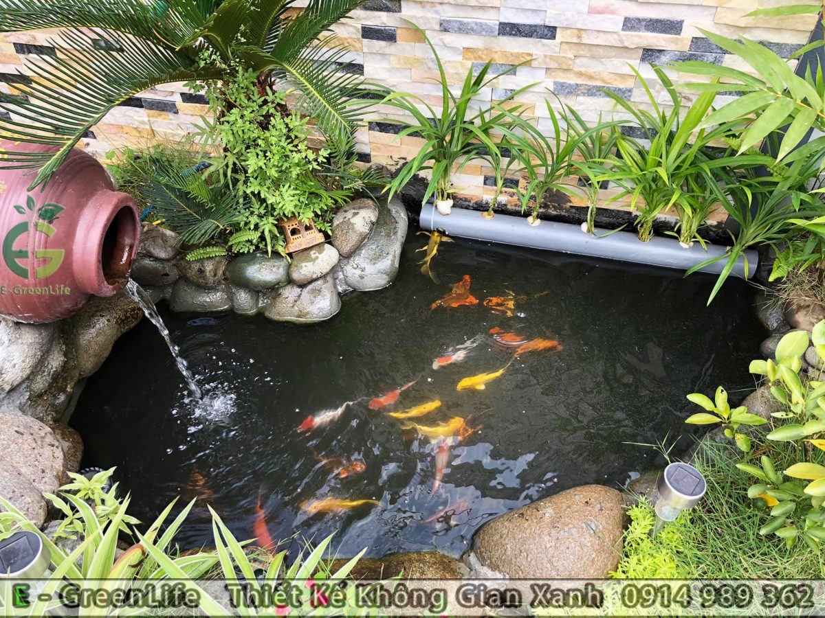 thiết kế bể cá cảnh, hồ cá koi cho sân vườn biệt thự