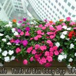 Hoa dừa cạn trồng ban công