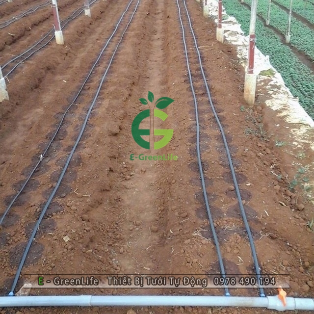 Dây tưới nhỏ giọt 03