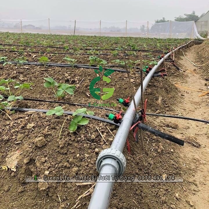 Dây tưới nhỏ giọt 02